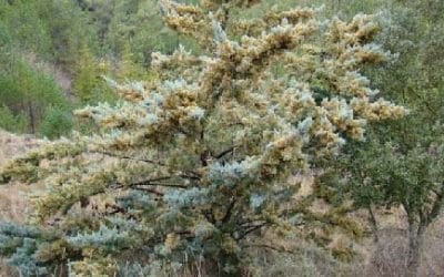 ¿Picor de ojos y nariz? Conoce a las responsables