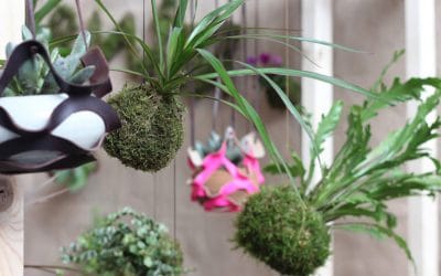 Próximo taller de kokedamas – Viernes 28 de febrero