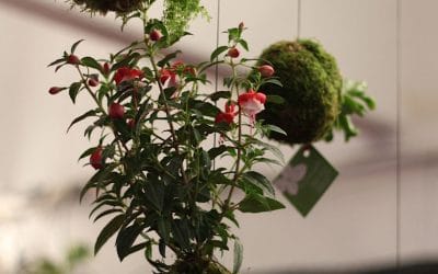 Próximo taller kokedamas – Viernes 14 de marzo