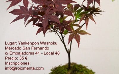 Próximo taller de kokedamas – 10 de abril