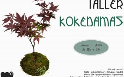 Próximo taller de kokedamas – 20 de junio