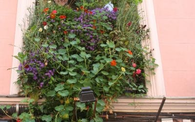 Ganadores del concurso de balcones de Rebrota Malasaña