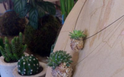 ¿Quieres un colgante de planta viva?