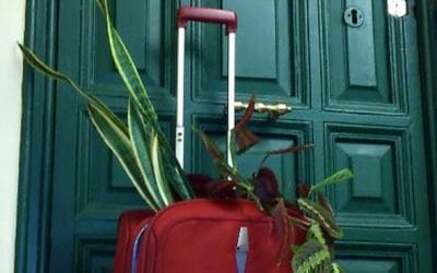 Si no te llevas a tus plantas de vacaciones, te recomendamos los siguientes consejos…