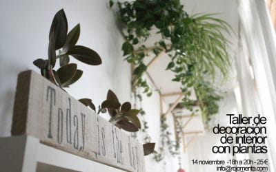 Taller de decoración de interior con plantas – 14 noviembre