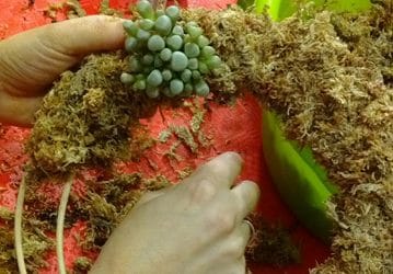 Talleres de coronas de navidad «vivas»