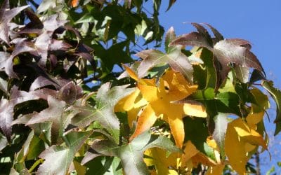 Cambio de coloración de las hojas en otoño