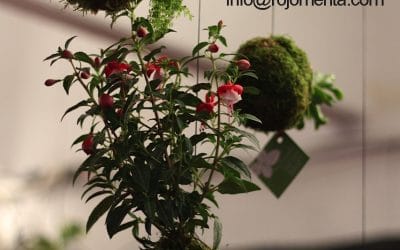 Próximo taller de kokedamas – 21 noviembre