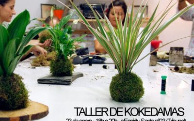 Regala un taller de kokedamas