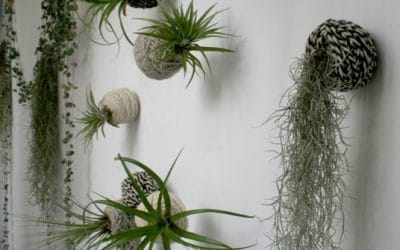Ovillos de lujo para nuestras tillandsias