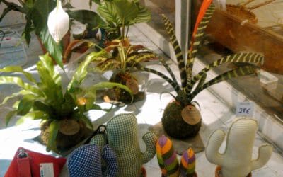 ¿Dónde puedes encontrar nuestros kokedamas?