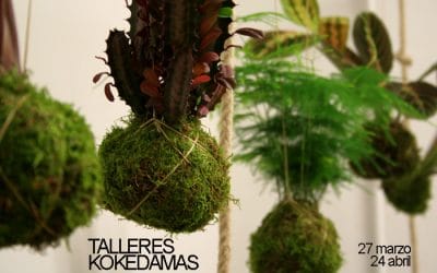 Próximos talleres kokedamas