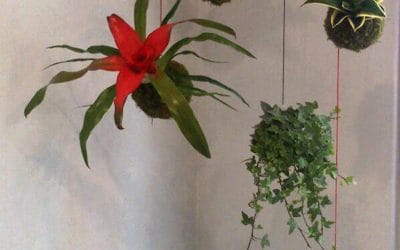 Decoración de interiores con kokedamas