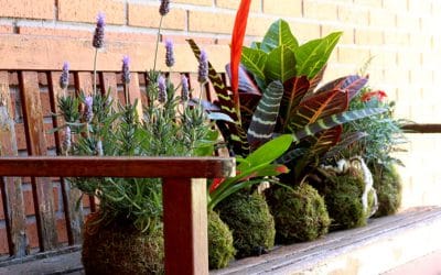 Próximos talleres de kokedamas en mayo