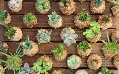 Detalles vivos para eventos – Mini Kokedamas