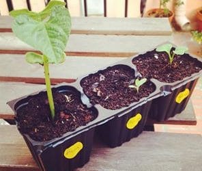 Principios básicos de la huerta ecológica urbana en balcones y terrazas