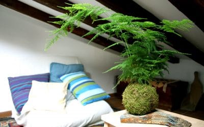 Próximos talleres de kokedamas – 12 y 19 de febrero