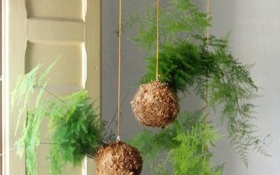 8 razones para decorar con kokedamas