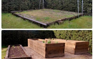 Un huerto urbano adaptado