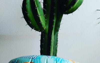 ¿Qué hacer con tus plantas en vacaciones?