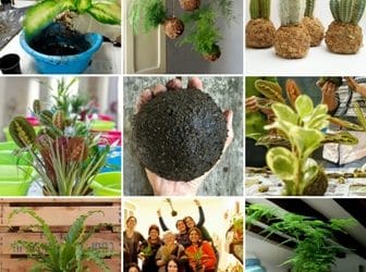 Próximos talleres de kokedamas 2020