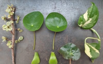 LA ESQUEJERA. Intercambio y talleres de esquejes