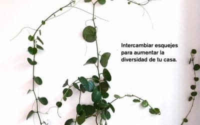 LA ESQUEJERA II. Intercambio de esquejes