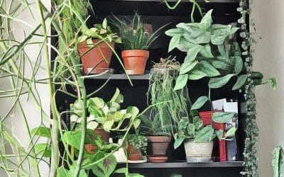 Taller de cuidados de plantas de interior