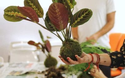 Talleres online – noviembre