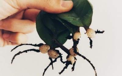 La Esquejera – La Casa Encendida – 6 mayo 2021