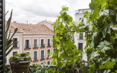 Curso «Mi balcón: un jardín en menos de 1 m2» – Octubre 2024