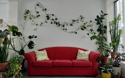 Curso online «Un jardín en mi salón. Cuidados y diseño con plantas de interior» Febrero 2024