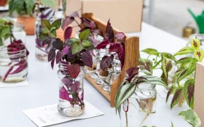 La Esquejera: intercambio de esquejes – 2 marzo 2024