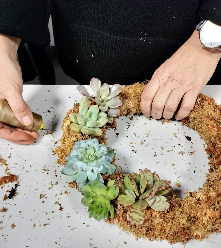 corona navidad con plantas crasas