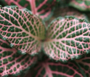 Plantas de interior: cuidados y multiplicación – 15 enero 2024