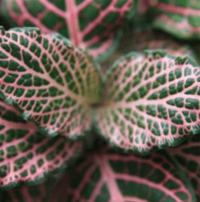 taller de cuidados de plantas de interior en el real jardín botánico enero 2024