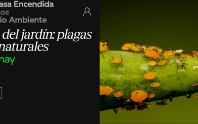 Curso «Los Insectos del jardín: plagas y enemigos naturales» – 28 al 30 de mayo
