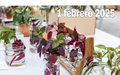 La Esquejera – 1 febrero 2025